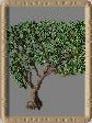 Baum D2