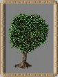 Baum D5